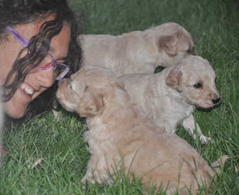 newborn goldendoodle puppies