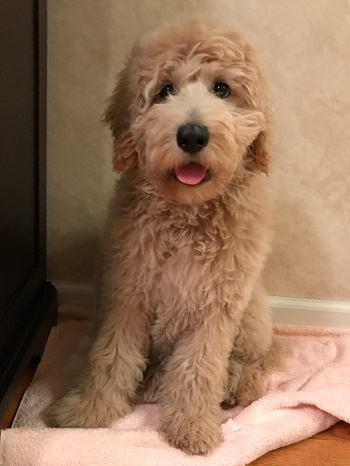 Medium Sized Goldendoodles For Adoption | A Little Blessing 4u