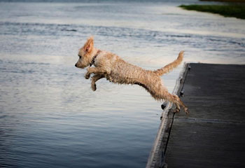 Standard Sized Goldendoodles For Adoption | A Little Blessing 4u