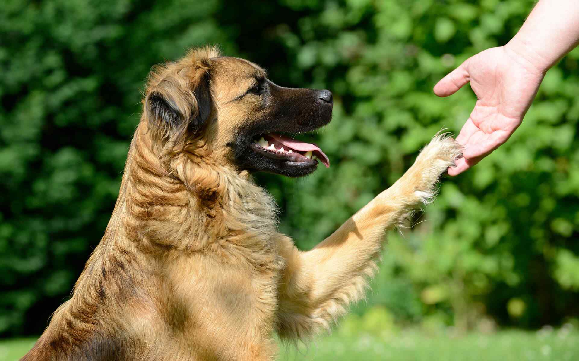 Where To Find the Best Purebred Dog